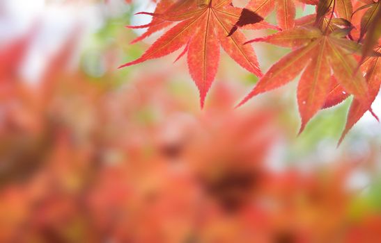 Autumnal at Japen, Mable leaves will changed from green to Red.