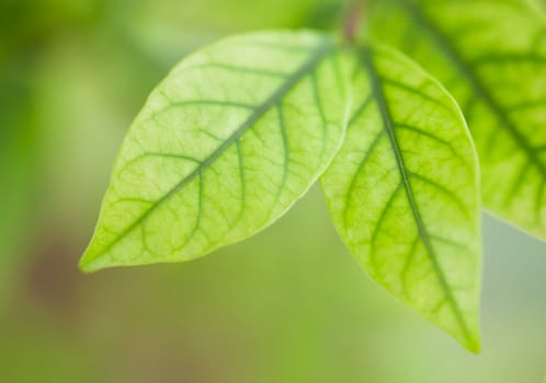 Background Nature green leaves