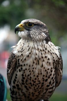Eagle hawk