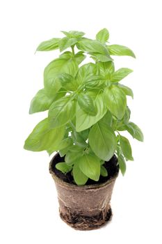 basil in pot in front of white background
