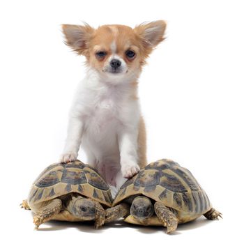 portrait of a cute purebred  puppy chihuahua and turtles in front of white background