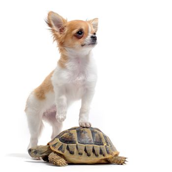 portrait of a cute purebred  puppy chihuahua and turtle in front of white background