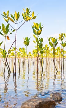 Young mangroves forest