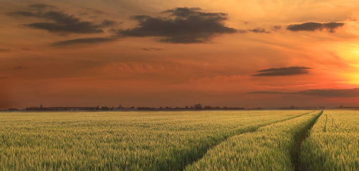 Colorful sunset over a field of cereals.