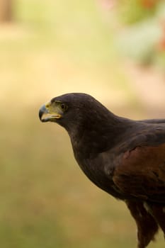 An Eagle  pauses to rest from the heat of the summer sun