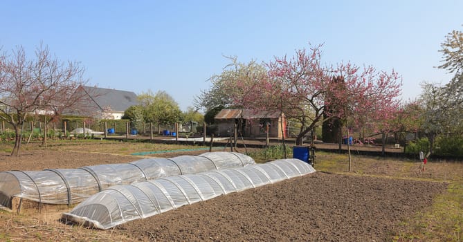 Vegetable garden with two glasshouses in the backyard of some houses during the spring season.