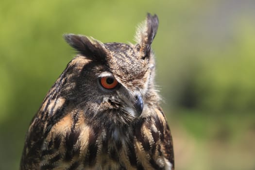 Close-up image of an eagle owl against a blurred green background.