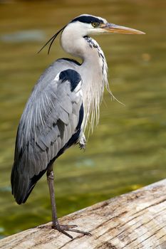 A Heron perched on a fallen log near the shore of a lake