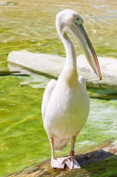 A Pelican at the water's edge on a warm summer afternoon
