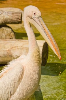 A Pelican at the water's edge on a warm summer afternoon