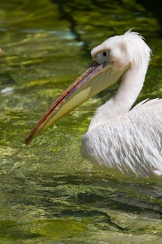 A Pelican at the water's edge on a warm summer afternoon
