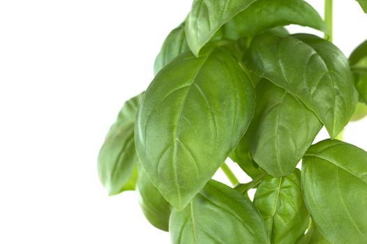 Sweet basil (lat. Ocimum basilicum) leaves isolated on white (Selective Focus, Focus on parts of the big leaf in the middle)