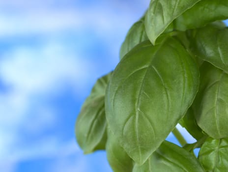 Sweet basil (lat. Ocimum basilicum) leaves in front of blue background (Selective Focus, Focus on parts of the big leaf in the middle)