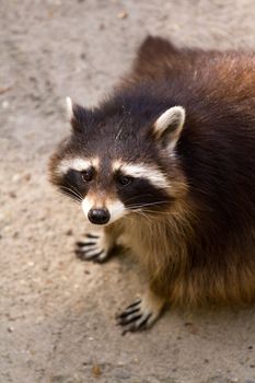 A young Raccoon pauses from hunting to rest from the warm summer sun