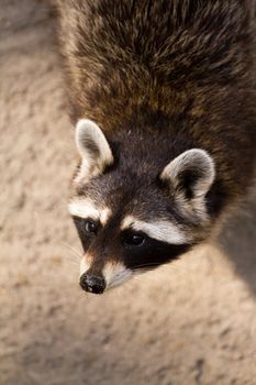 A young Raccoon pauses from hunting to rest from the warm summer sun