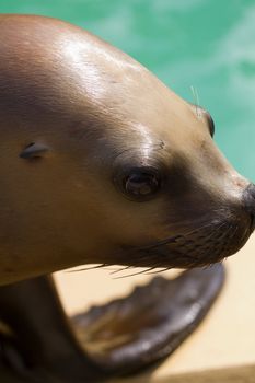 A Sea Lion by the water on a warm summer's afternoon 