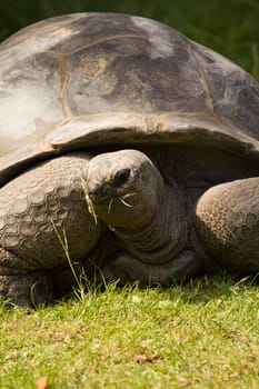 A turtle slowly eating grass from a field in summer