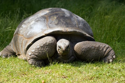A turtle slowly eating grass from a field in summer