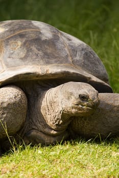 A turtle slowly eating grass from a field in summer