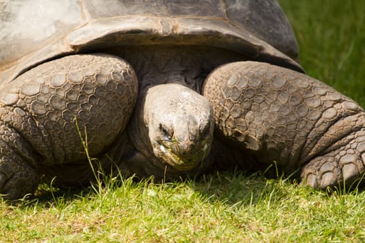 A turtle slowly eating grass from a field in summer