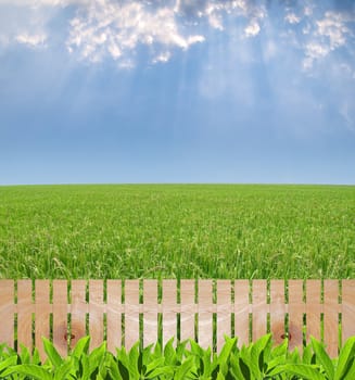 Agriculture garden with wooden fence, paddy field with produce grains and rays from heaven