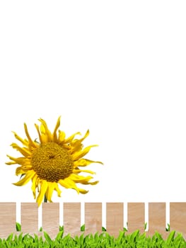 Beautiful sunflower with wooden fence and green leaf isolate on white