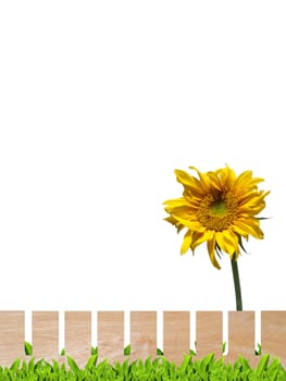 Beautiful sunflower with wooden fence and green leaf isolate on white
