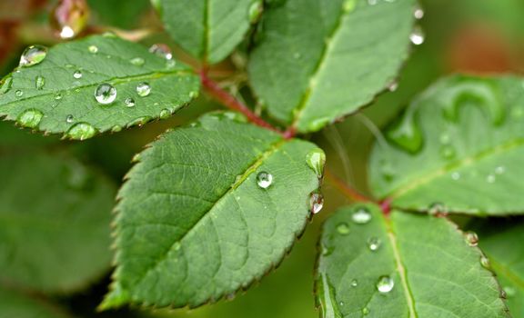 great image of water drops on leaves