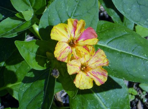 An unusual yellow and pink mix variety of traditional red Four O'Clocks