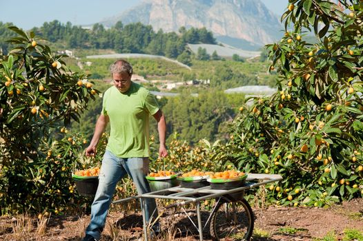 Agricultural worker during the loquat harvest season