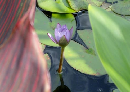 A tropical water lily just opening in the Koi pond.