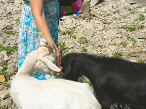 Black and white goats compete because of a delicacy