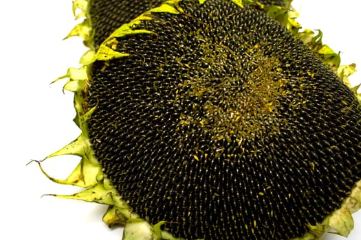 sunflowers on white background. Isolation, shallow DOF