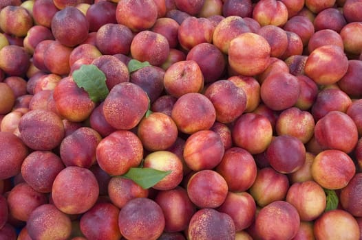 Organic delicious plums