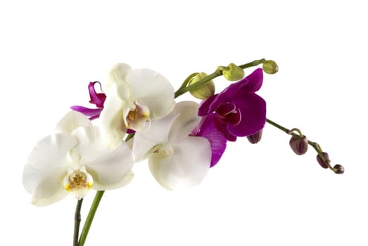 Different colors of orchids