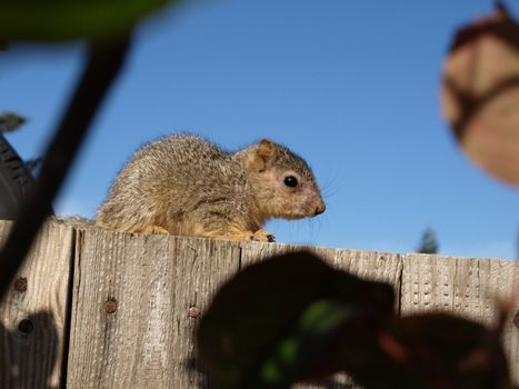 A Western Gray Squirrel sitting on a wooden fence against a bright blue sky.