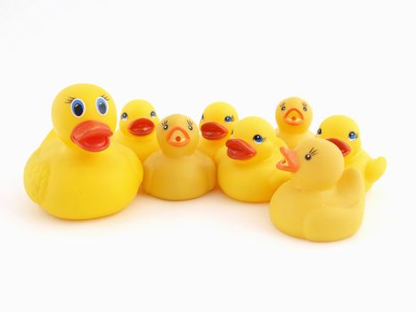 A Yellow Rubber Duck mother and her chicks isolated on a white background