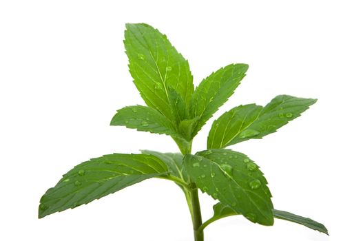 Mint herb in the garden after rain