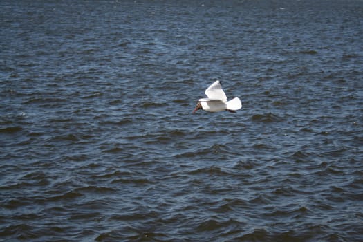 gull, river, waves
