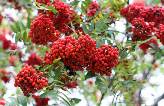Mountain ash, plant, fruits, berry, branch, leaves, autumn