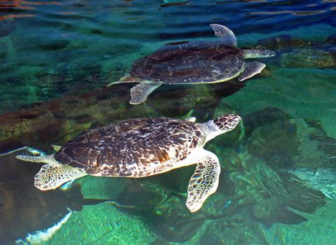 2 turtles swimming in a tank in an aquarium.