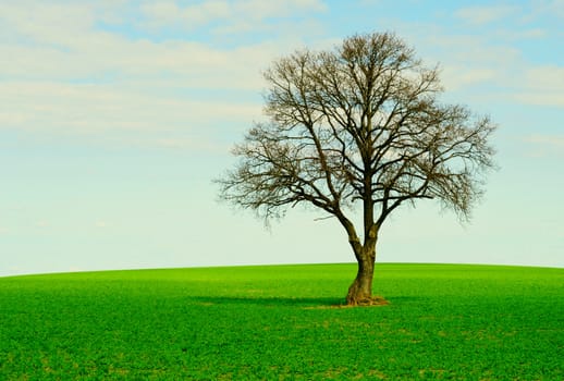 Lonely tree on a green field with blue sky