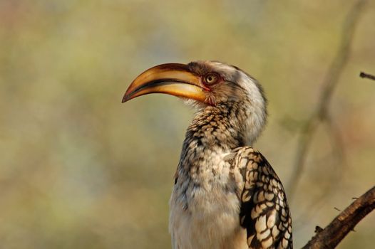 A Southern Yellowbilled Hornbill in South Africa.