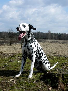 Dalmatian in nature.