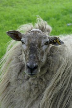 Sheeps really needs a shear.