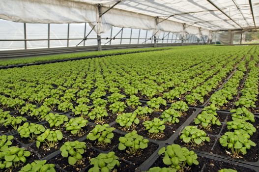 Small basil plants in a greenhouse