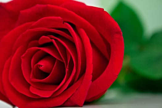 Red rose with green leaves. Macro