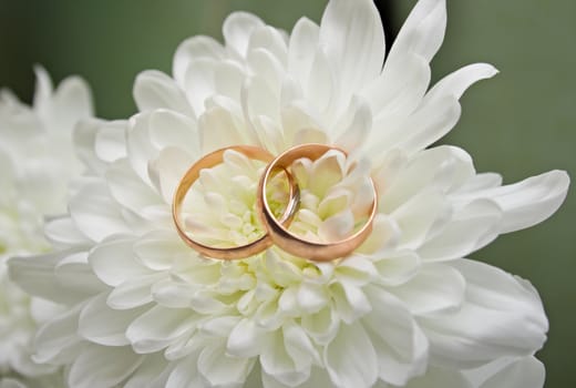 Two wedding rings on a white chrysanthemum. A wedding background