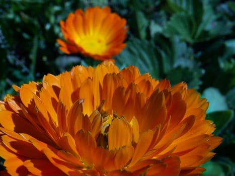 marigold- calendula officinalis