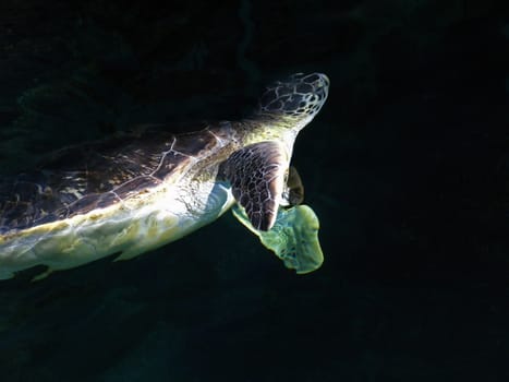 A turtle swimming in a tank, mysterious.